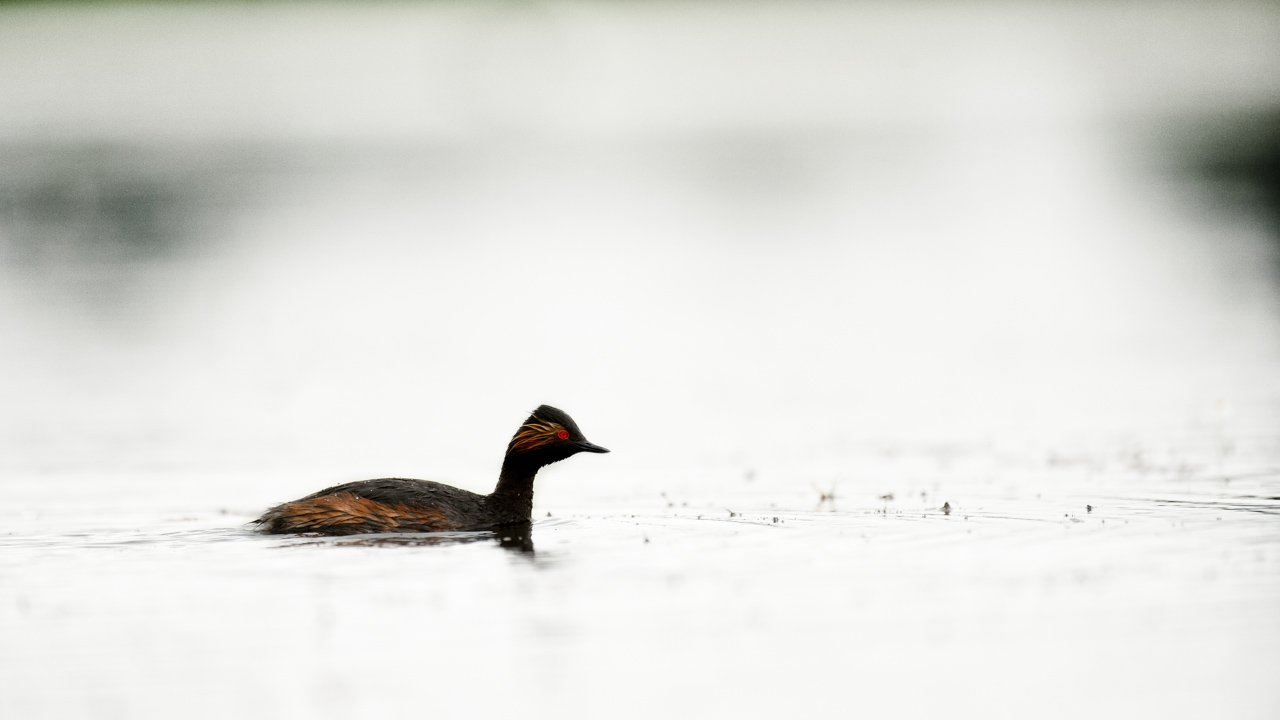 Photo d'un grèbe à cou noir prise depuis un affût flottant dans la Dombes.