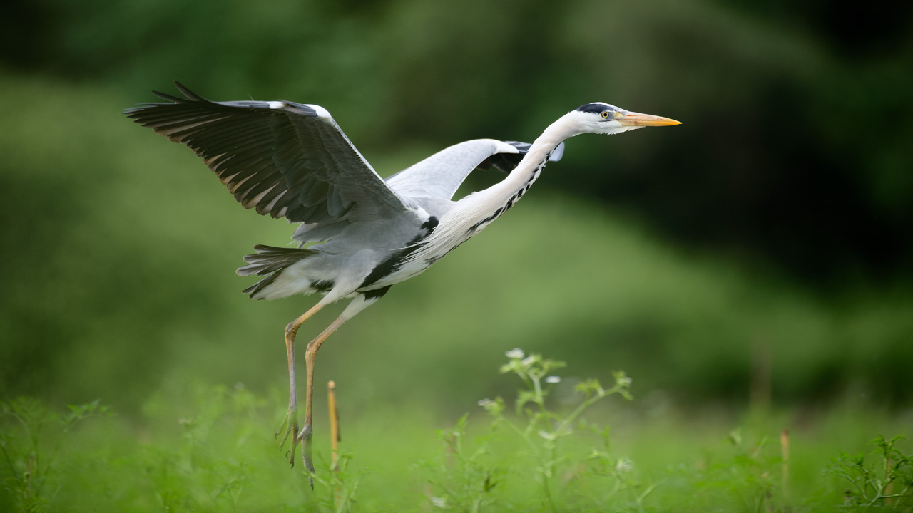 Photo d'un héron cendré prise depuis un affût flottant dans la Dombes.