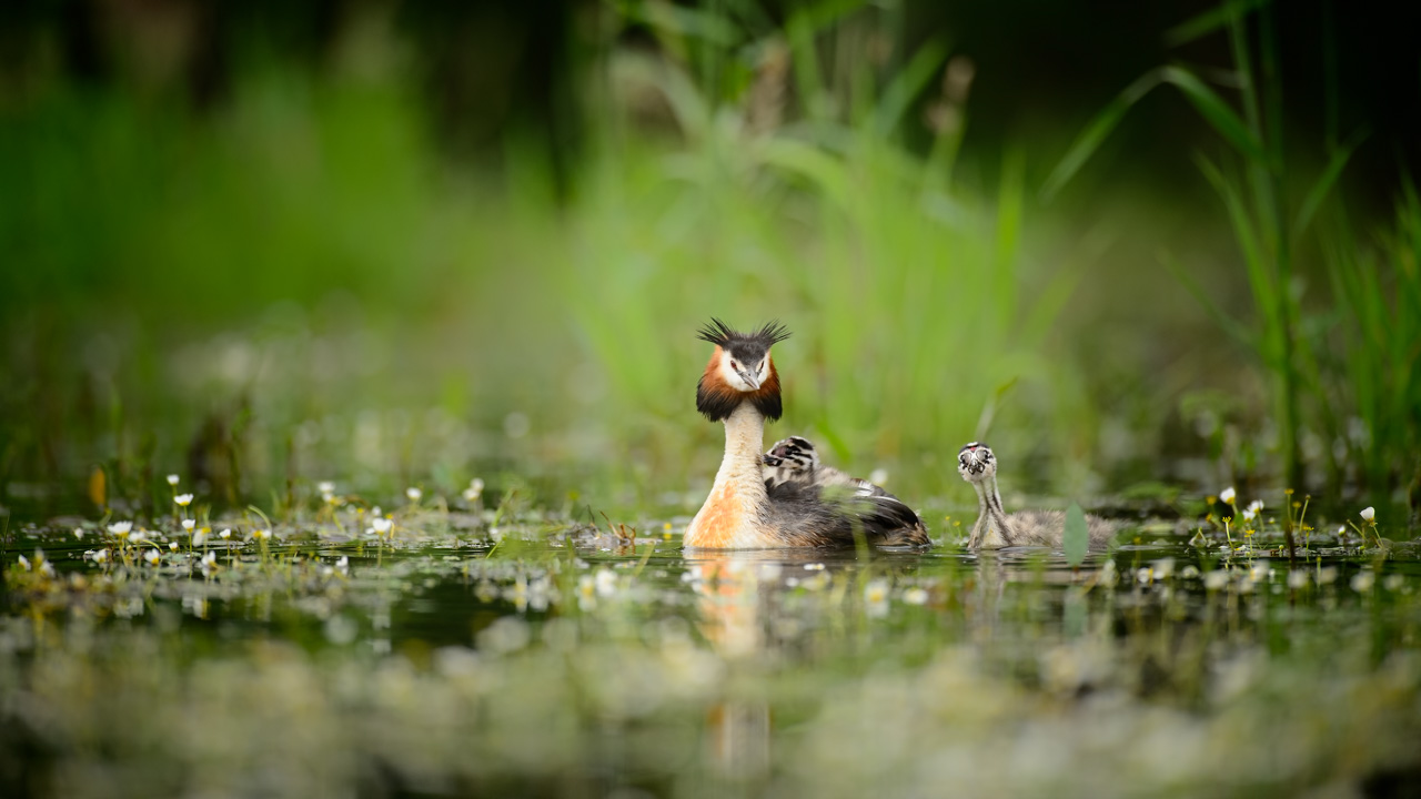 Photo d'un grèbe huppé prise depuis un affût flottant dans la Dombes.
