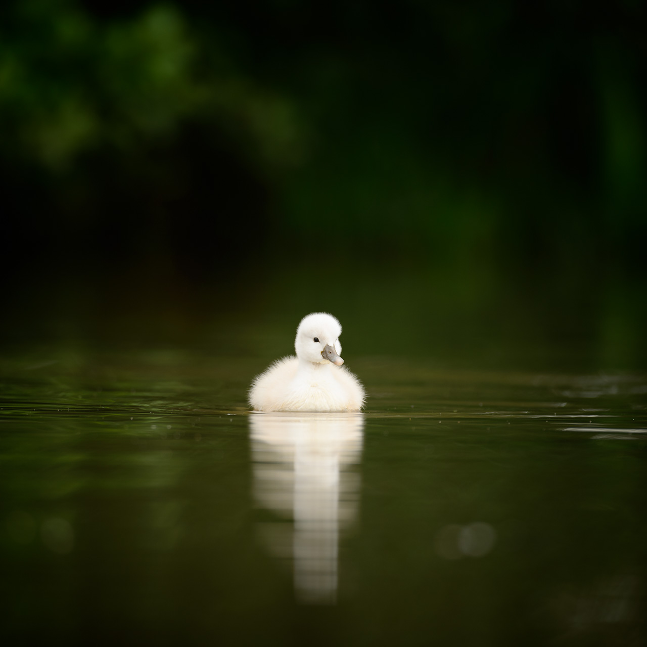 Photo d'un cygneau prise depuis un affût flottant dans la Dombes.