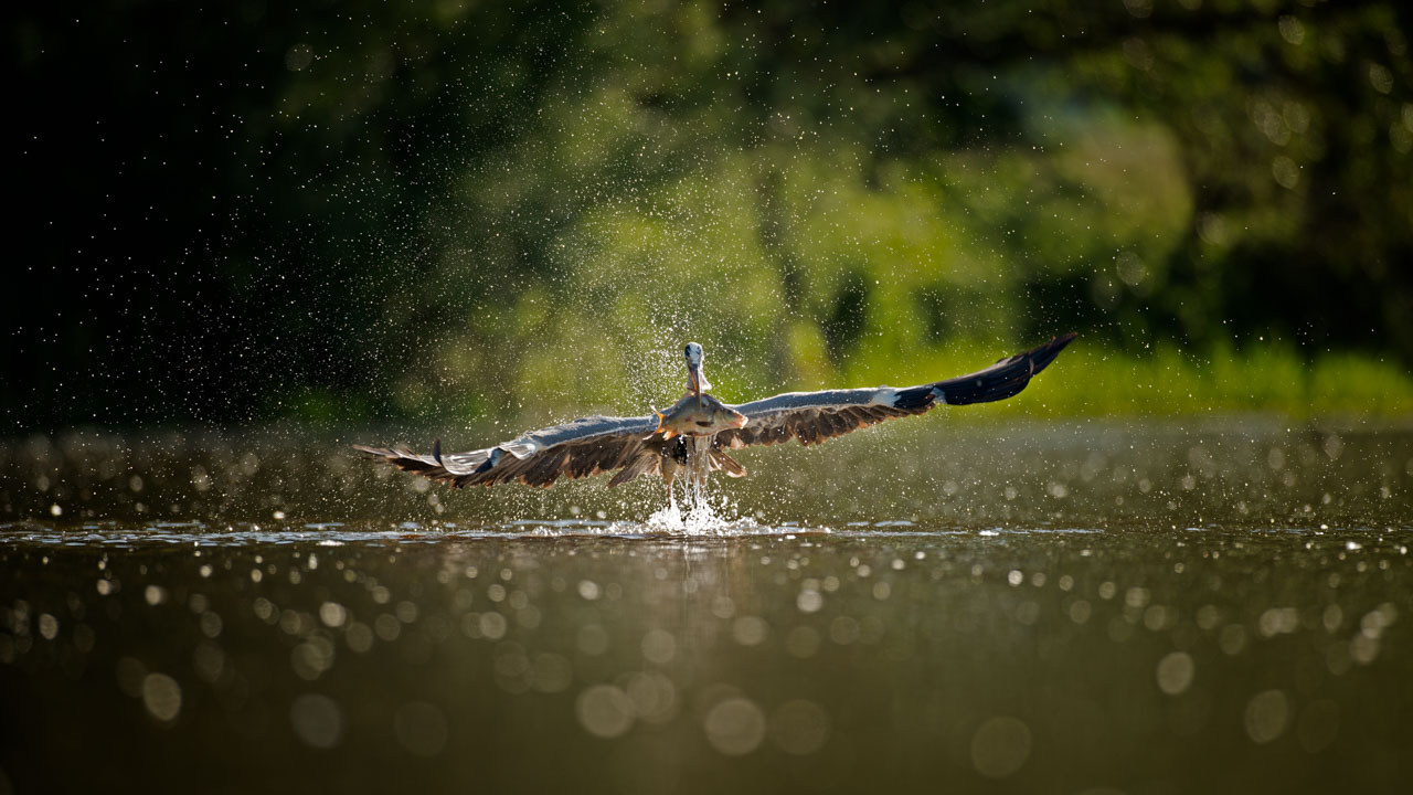 Photo d'un héron cendré en train de pêcher une carpe prise depuis un affût flottant dans la Dombes.