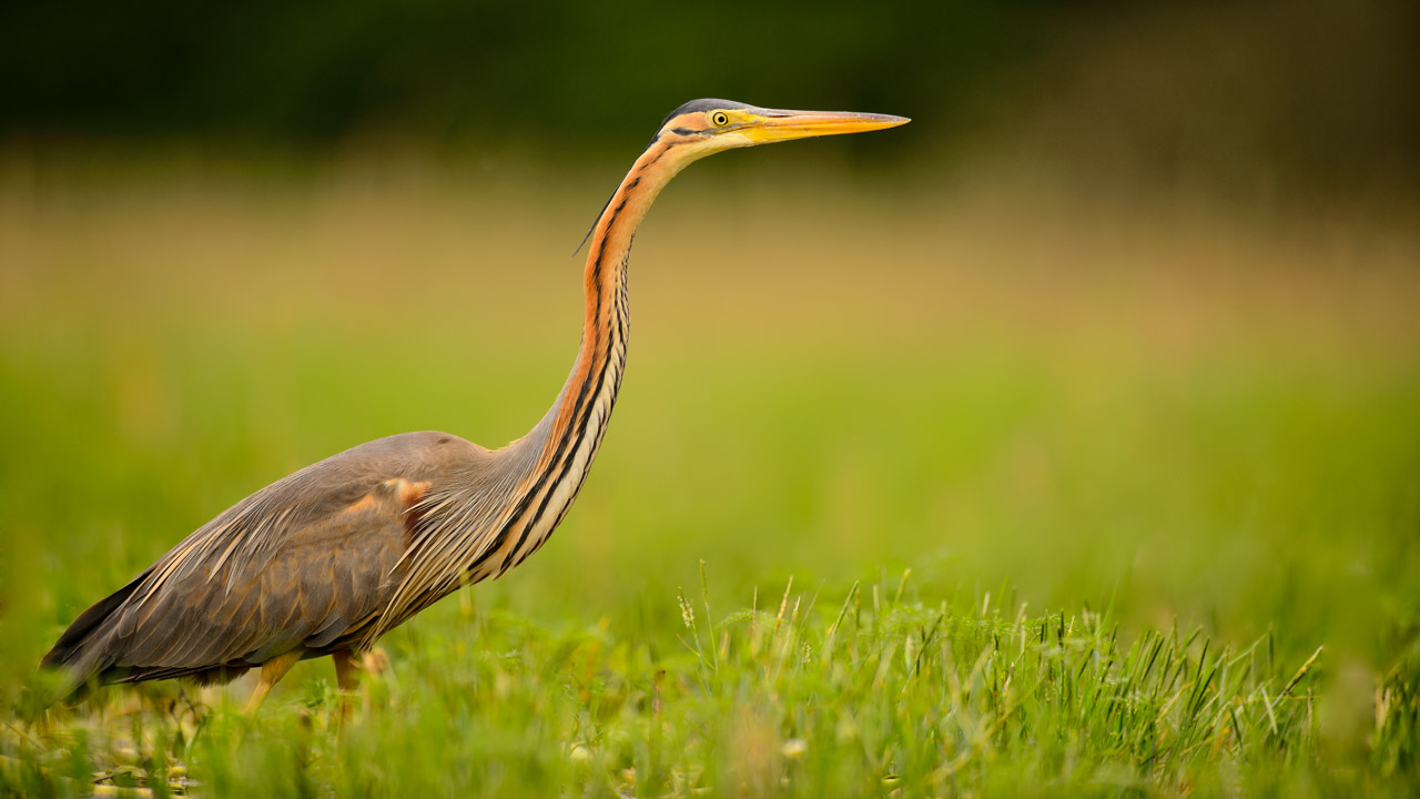 Photo of a purple heron taken from a floating blind in the Dombes.