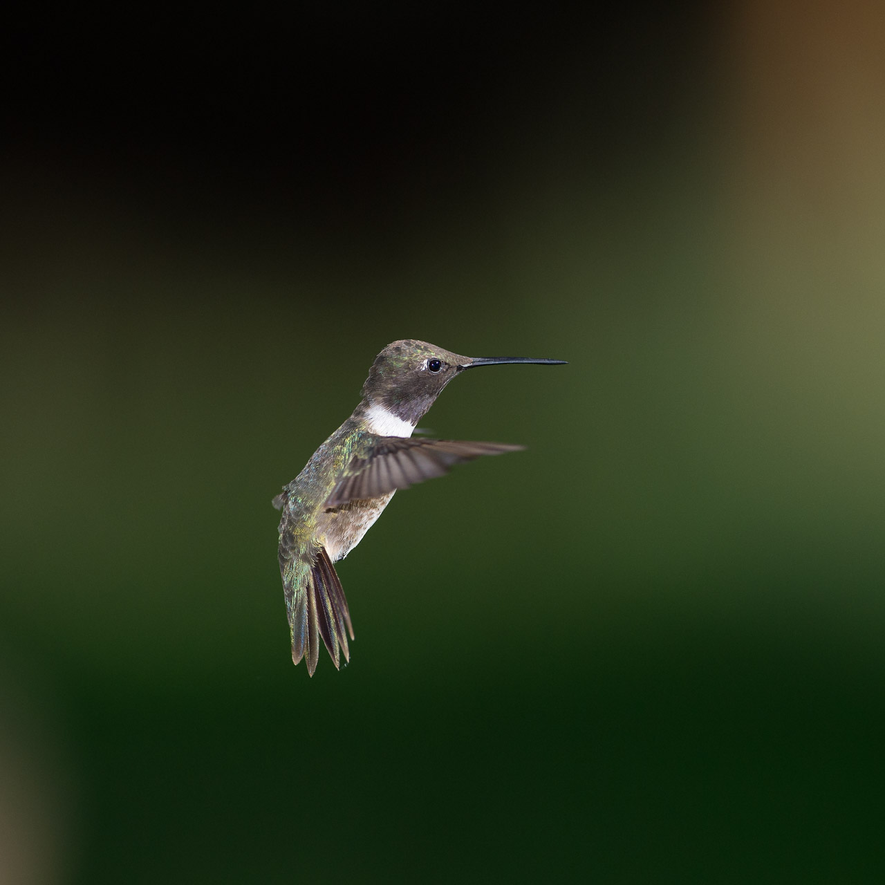 Colibri à gorge noire en vol dans l'Arizona aux Etats-Unis.