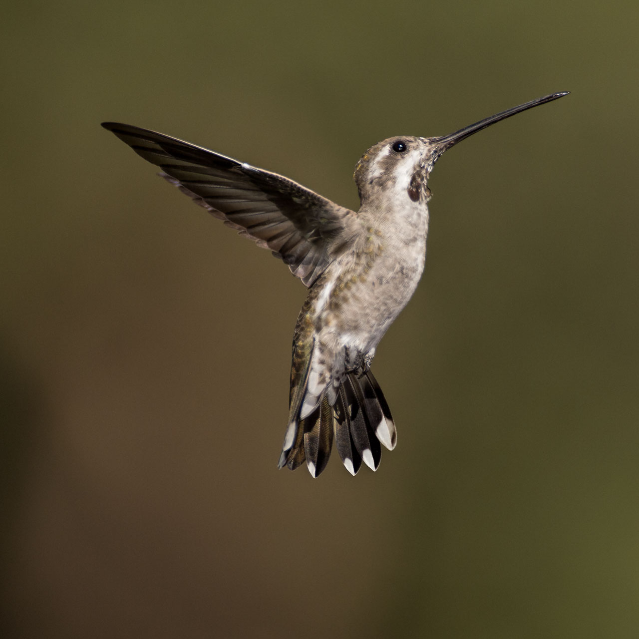 Colibri à gorge noire en vol dans l'Arizona aux Etats-Unis.