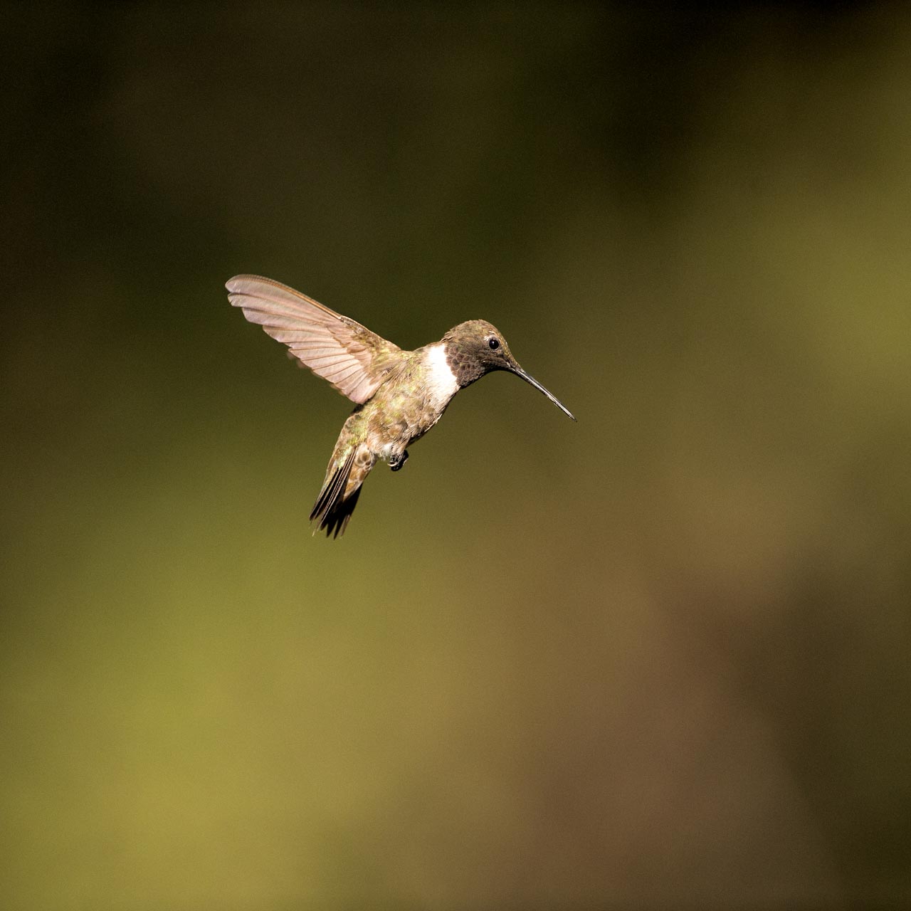 Colibri à gorge noire en vol dans l'Arizona aux Etats-Unis.