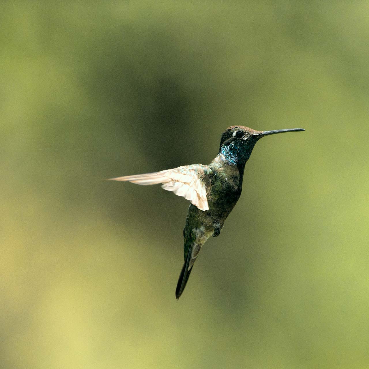 Colibri circé en vol dans l'Arizona aux Etats-Unis.
