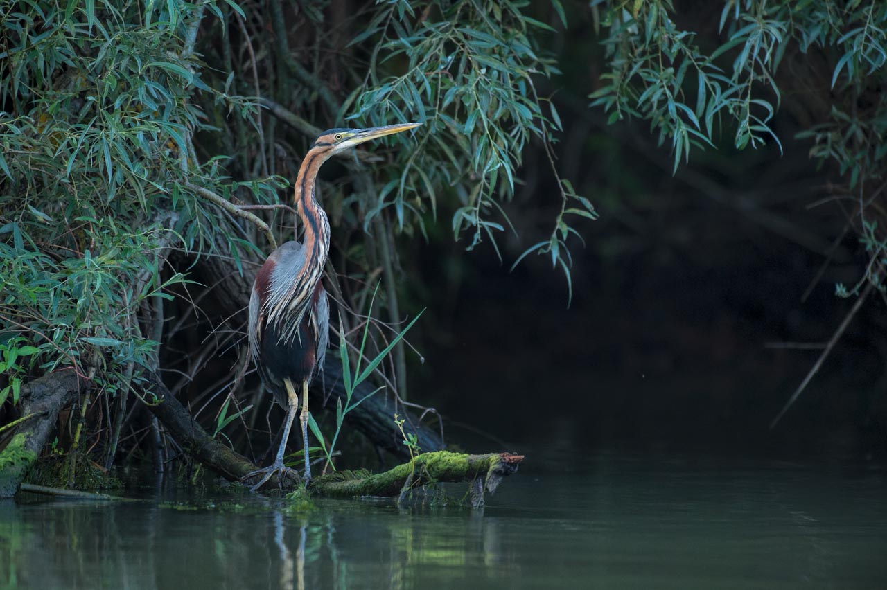 Photograph of a purple heron in the Delta Danube in Romania.