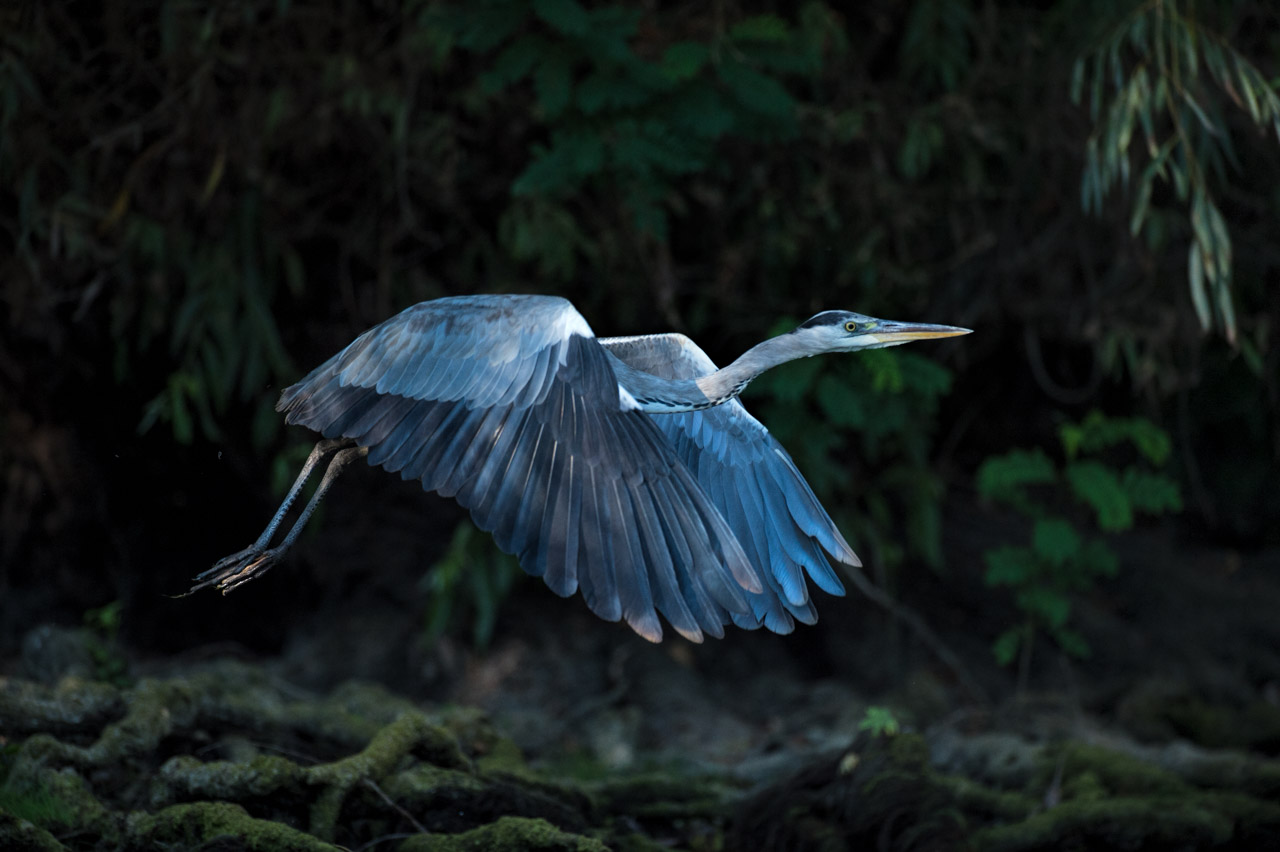 Photograph of a grey heron in the Delta Danube in Romania.