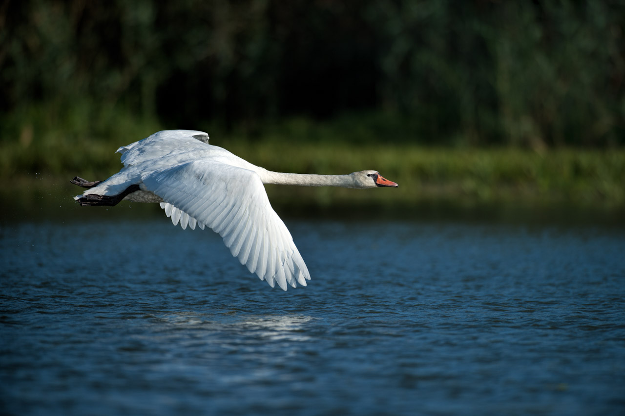 Photograph of a mute swan in the Delta Danube in Romania.