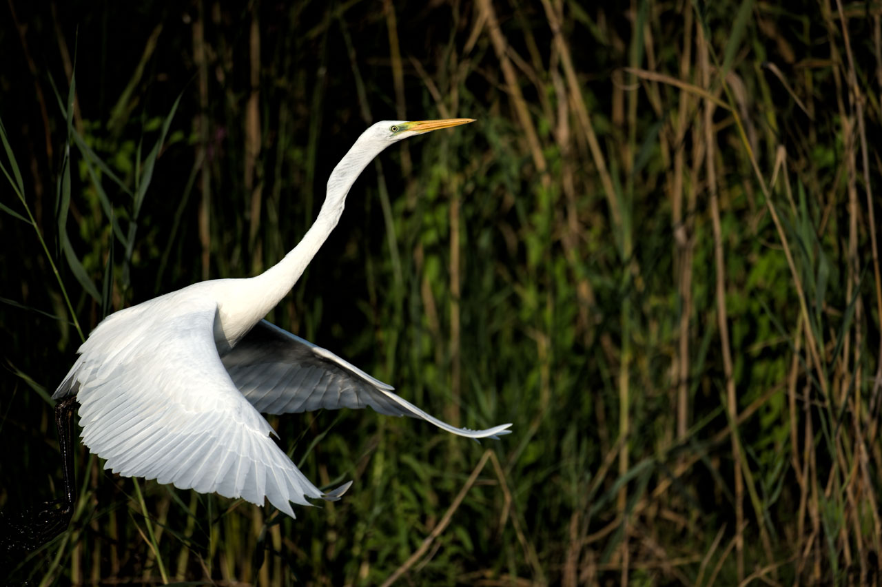 Photograph of a great egret in the Delta Danube in Romania.