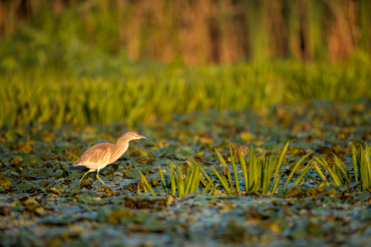 Photograph of a squacco heron in the Delta Danube in Romania.
