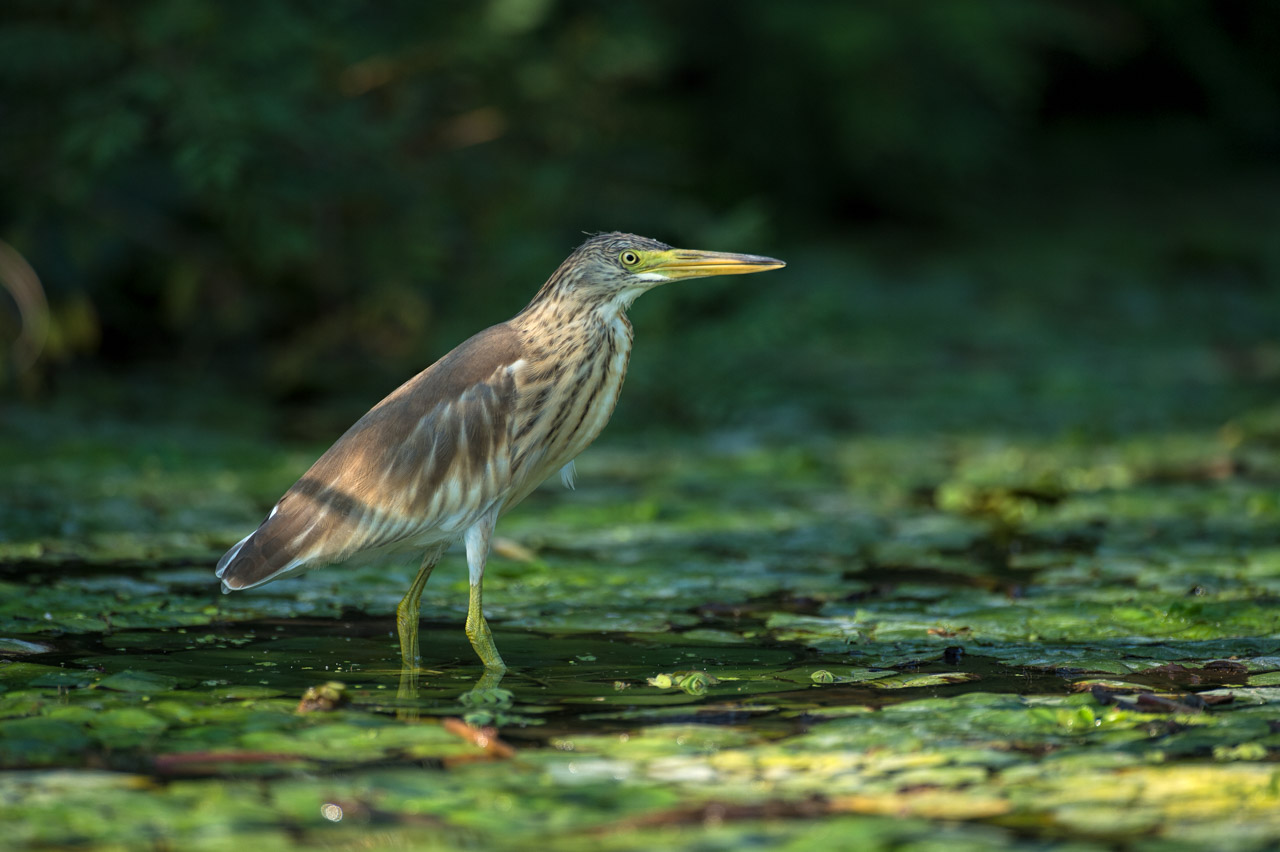 Photograph of a squacco heron in the Delta Danube in Romania.