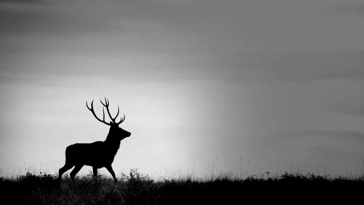 Wildlife photo project dedicated to the call of the deer during the fall 2016 in France.