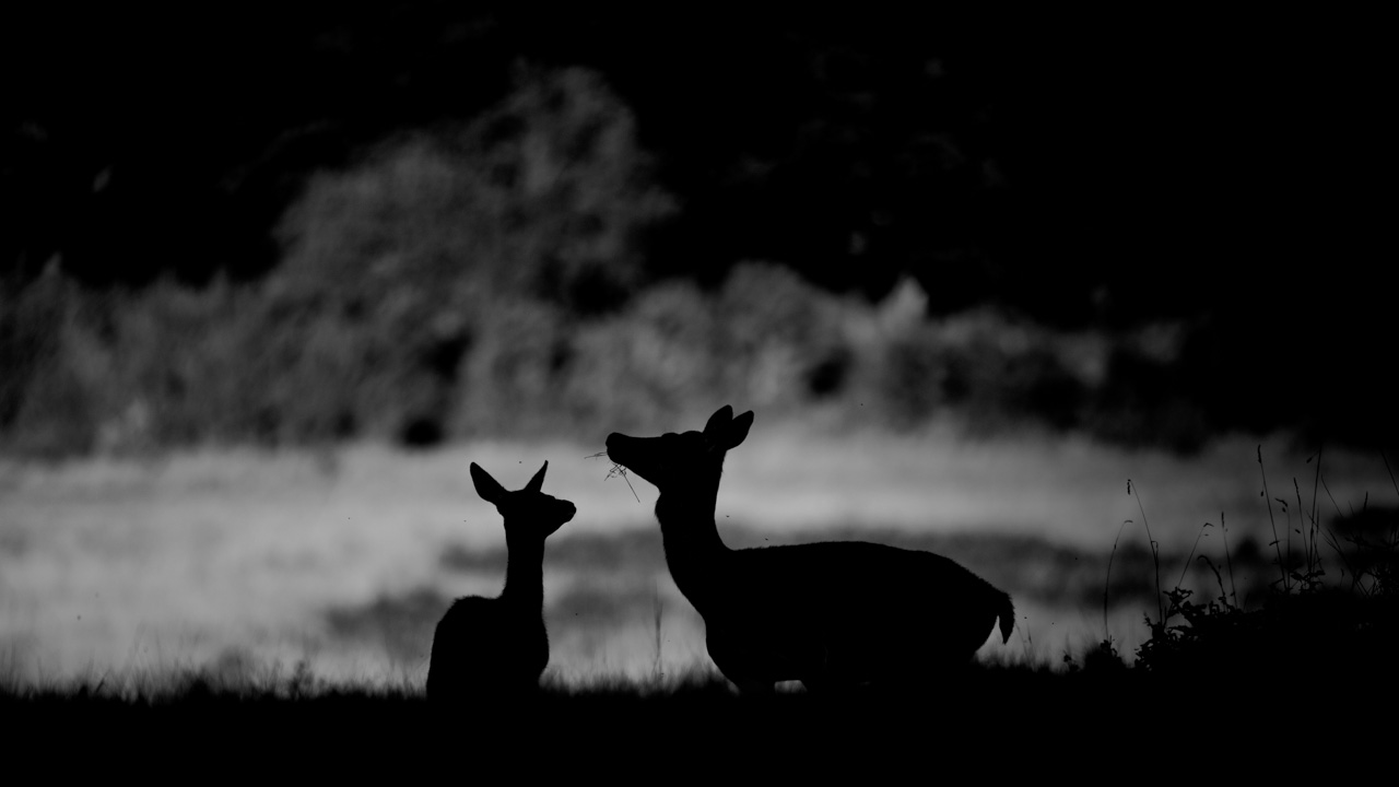 Wildlife photo project dedicated to the call of the deer during the fall 2016 in France.