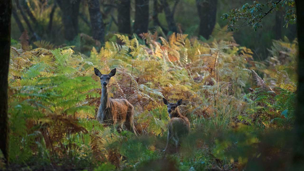Wildlife photo project dedicated to the call of the deer during the fall 2016 in France.