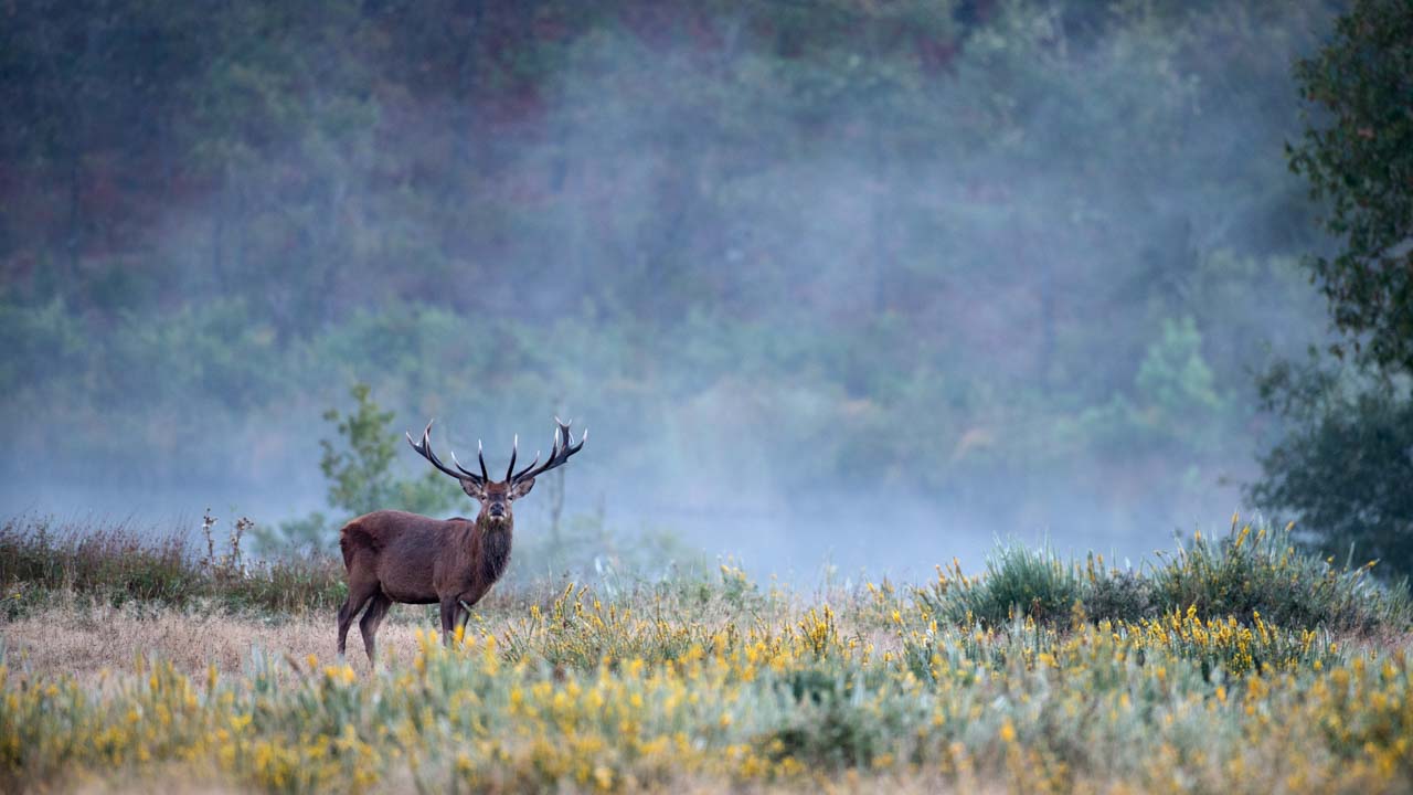 Wildlife photo project dedicated to the call of the deer during the fall 2016 in France.