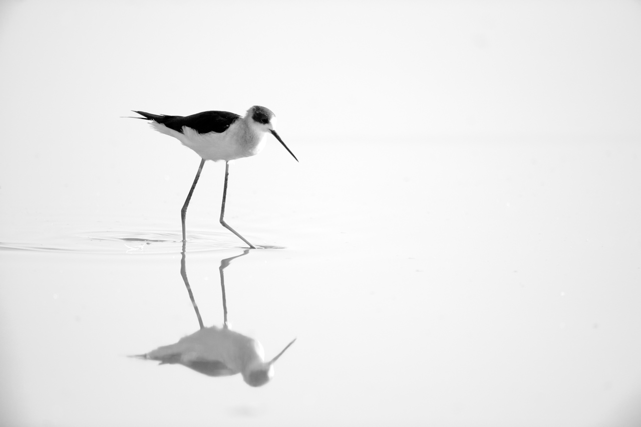 Projet de photo animalière en Ethiopie en février 2017 : singes gelada, loups d'Ethiopie, nyalas des montagnes, oiseaux aquatiques.