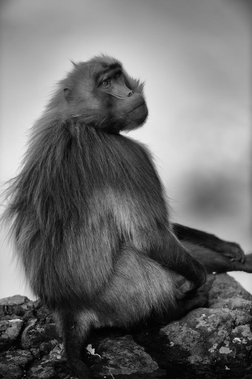 Projet de photo animalière en Ethiopie en février 2017 : singes gelada, loups d'Ethiopie, nyalas des montagnes, oiseaux aquatiques.