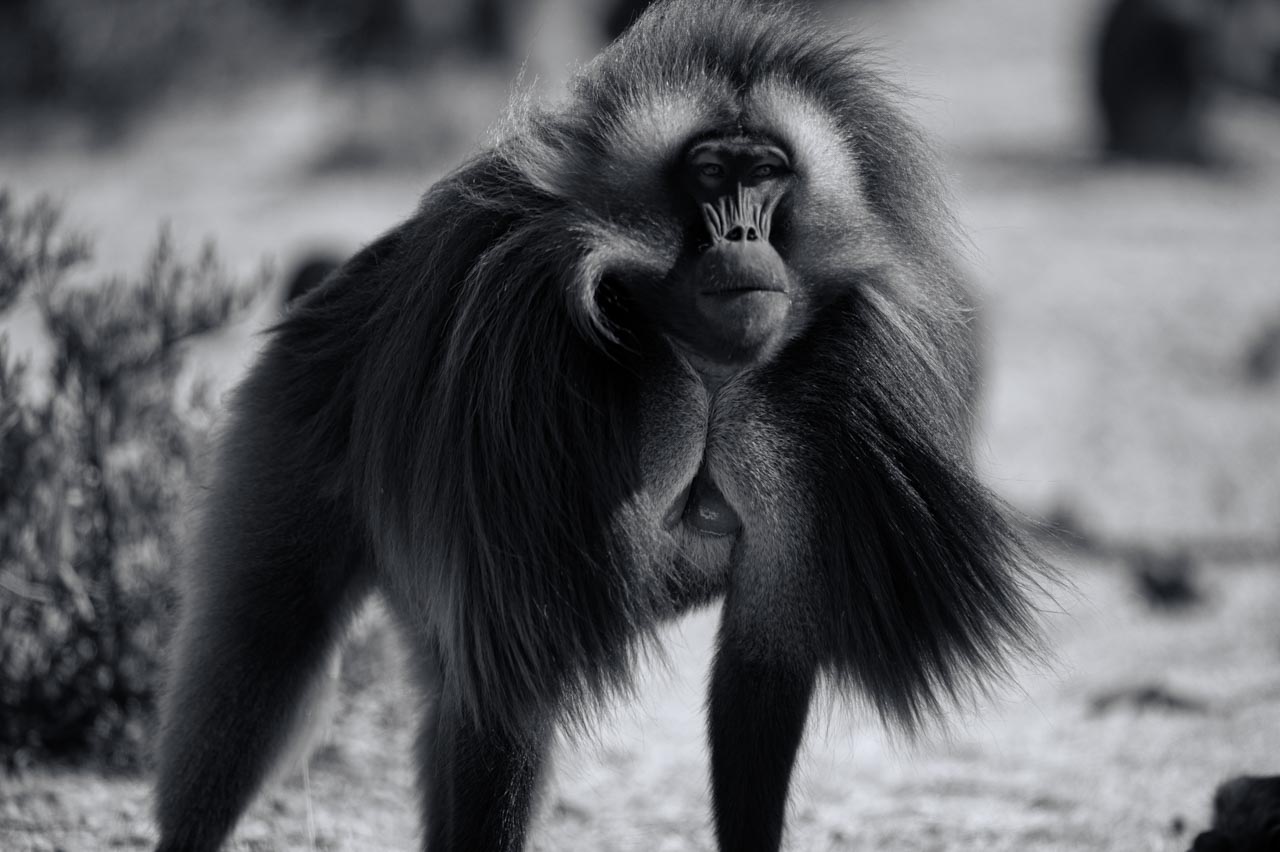 Projet de photo animalière en Ethiopie en février 2017 : singes gelada, loups d'Ethiopie, nyalas des montagnes, oiseaux aquatiques.
