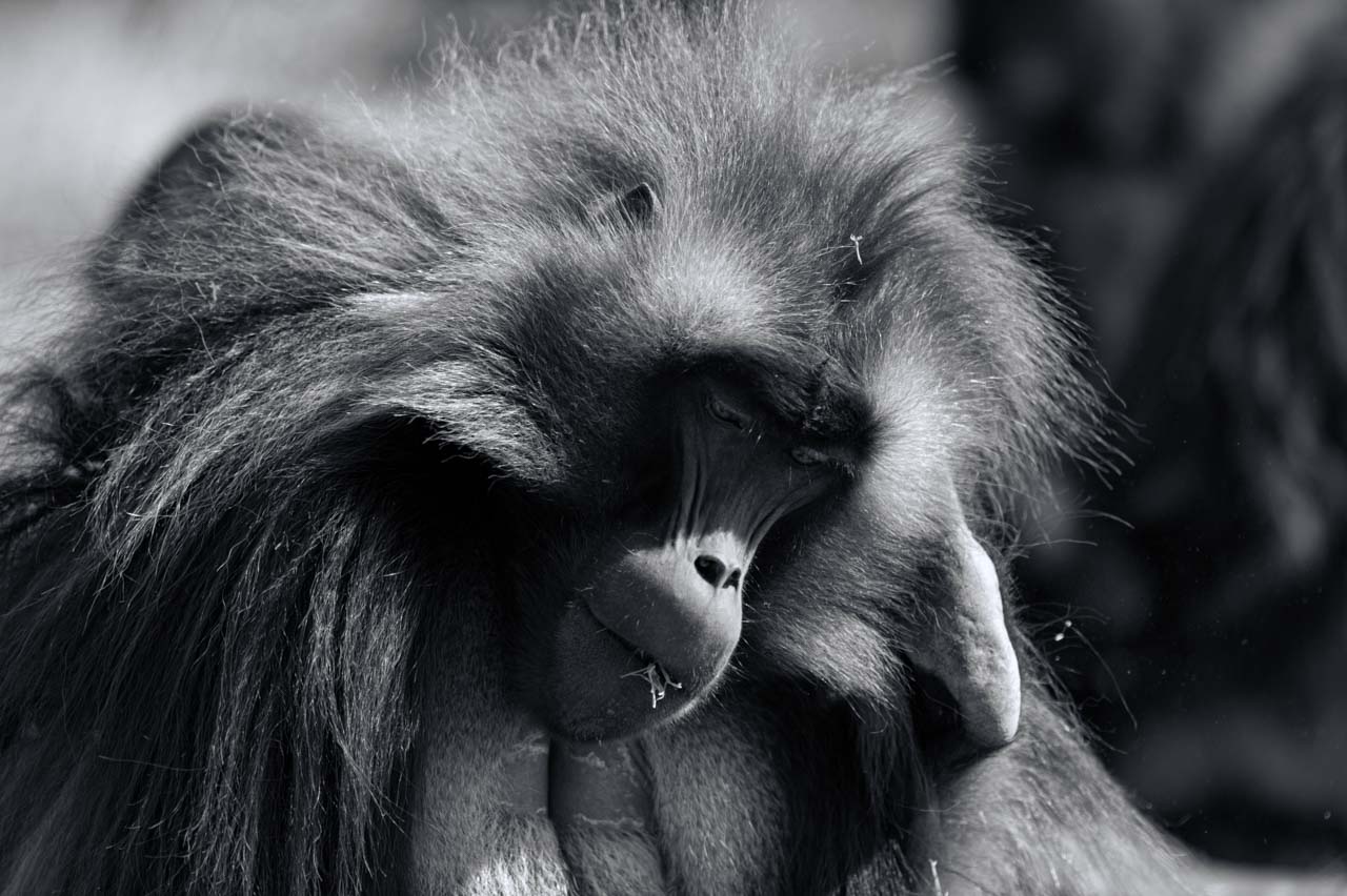 Projet de photo animalière en Ethiopie en février 2017 : singes gelada, loups d'Ethiopie, nyalas des montagnes, oiseaux aquatiques.