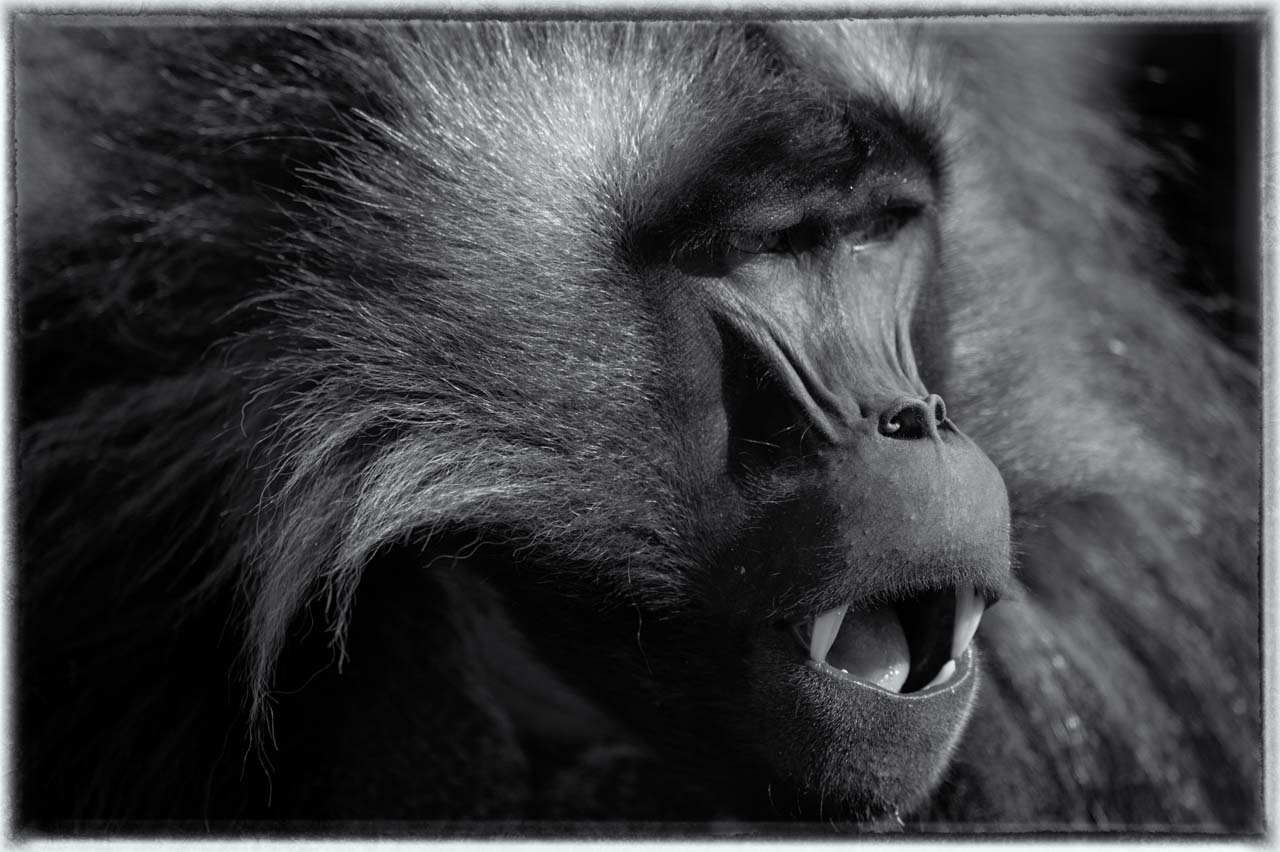 Projet de photo animalière en Ethiopie en février 2017 : singes gelada, loups d'Ethiopie, nyalas des montagnes, oiseaux aquatiques.