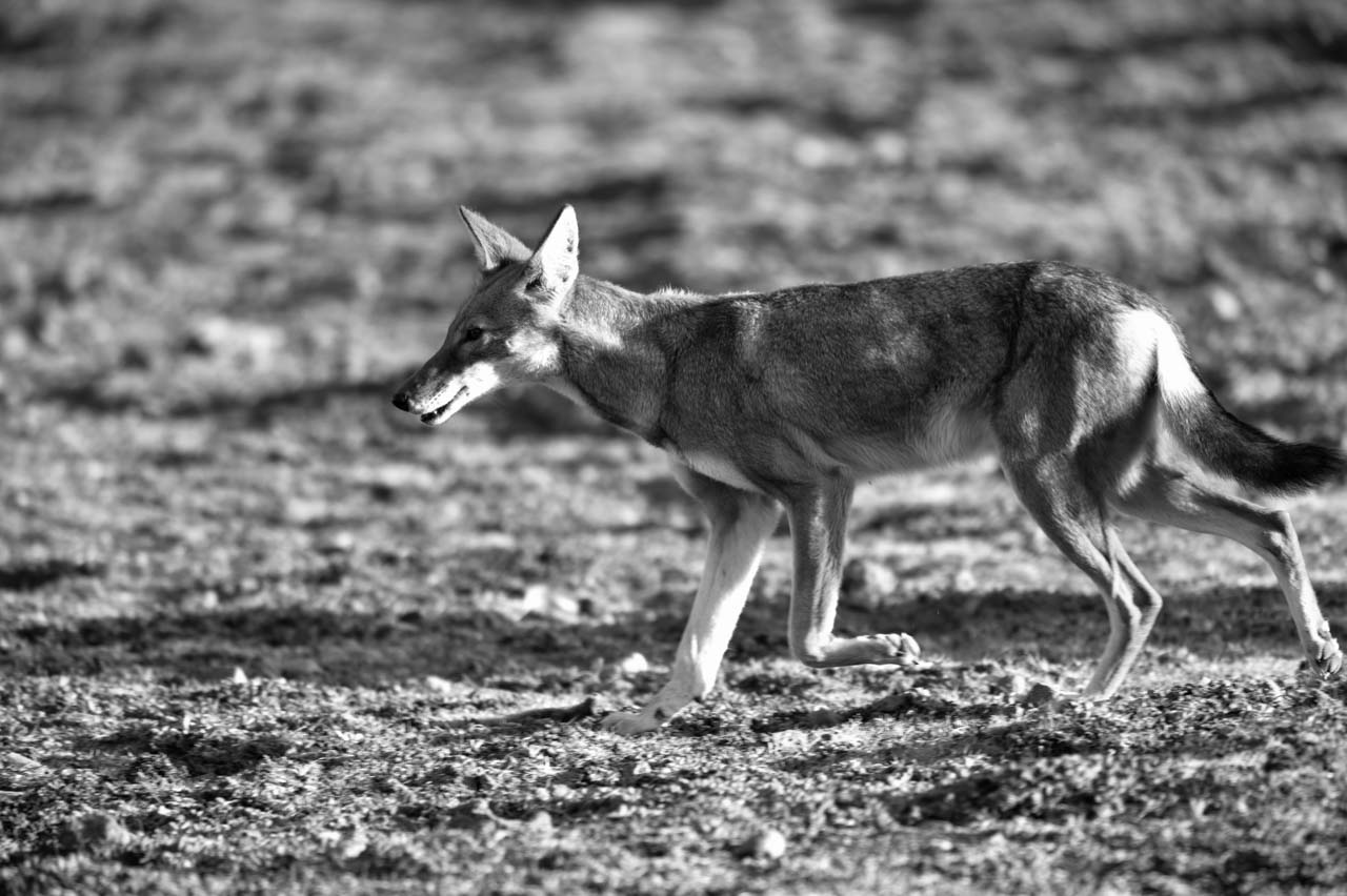 Projet de photo animalière en Ethiopie en février 2017 : singes gelada, loups d'Ethiopie, nyalas des montagnes, oiseaux aquatiques.