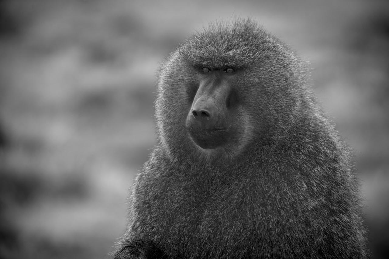 Projet de photo animalière en Ethiopie en février 2017 : singes gelada, loups d'Ethiopie, nyalas des montagnes, oiseaux aquatiques.