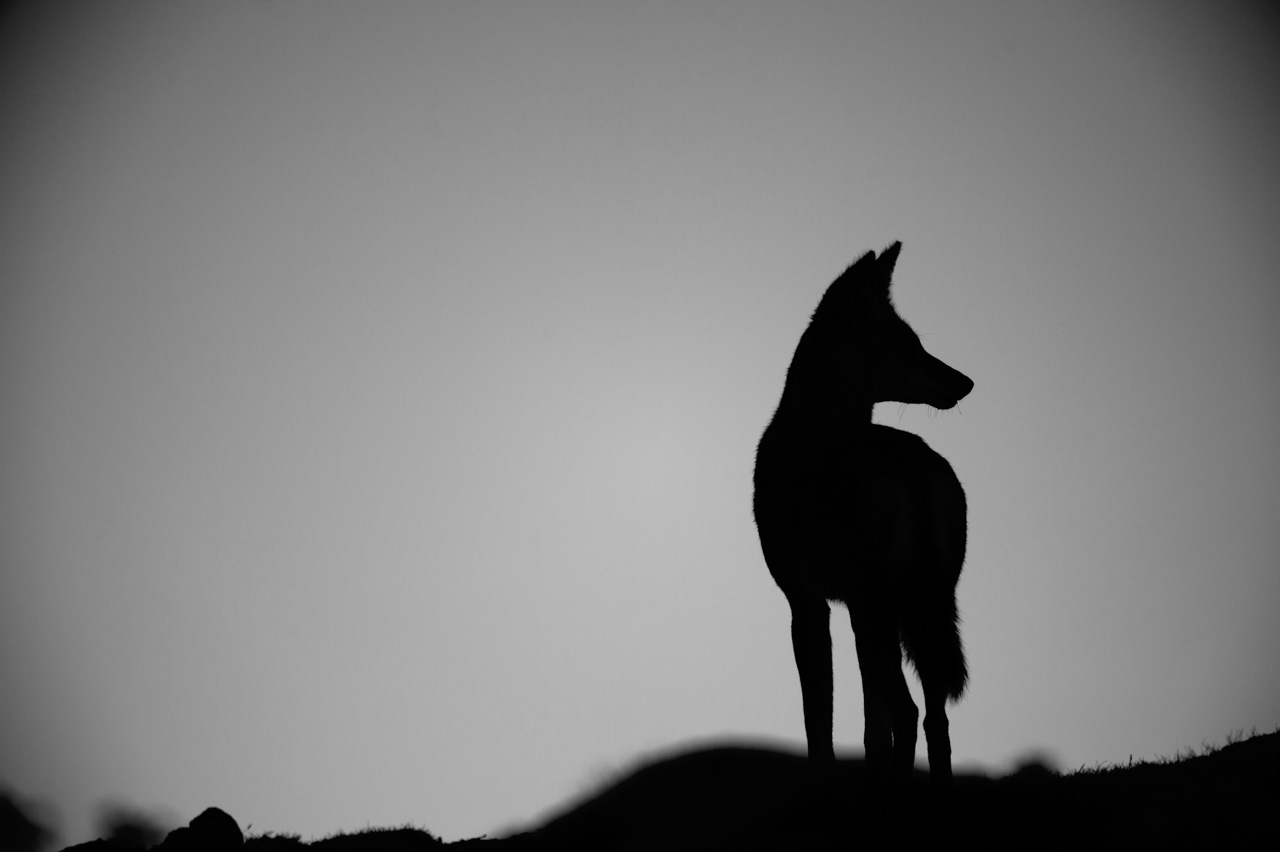Projet de photo animalière en Ethiopie en février 2017 : singes gelada, loups d'Ethiopie, nyalas des montagnes, oiseaux aquatiques.