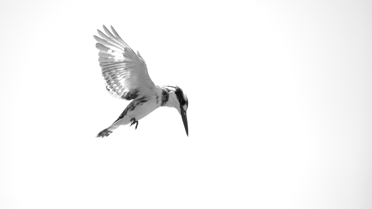 Projet de photo animalière en Ethiopie en février 2017 : singes gelada, loups d'Ethiopie, nyalas des montagnes, oiseaux aquatiques.