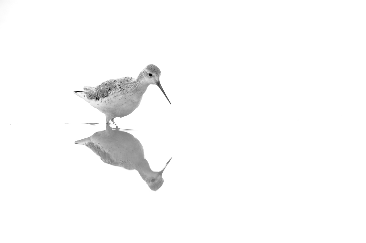 Projet de photo animalière en Ethiopie en février 2017 : singes gelada, loups d'Ethiopie, nyalas des montagnes, oiseaux aquatiques.