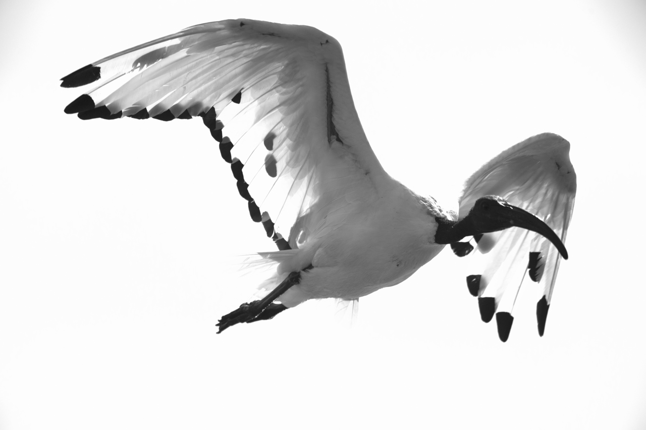 Projet de photo animalière en Ethiopie en février 2017 : singes gelada, loups d'Ethiopie, nyalas des montagnes, oiseaux aquatiques.