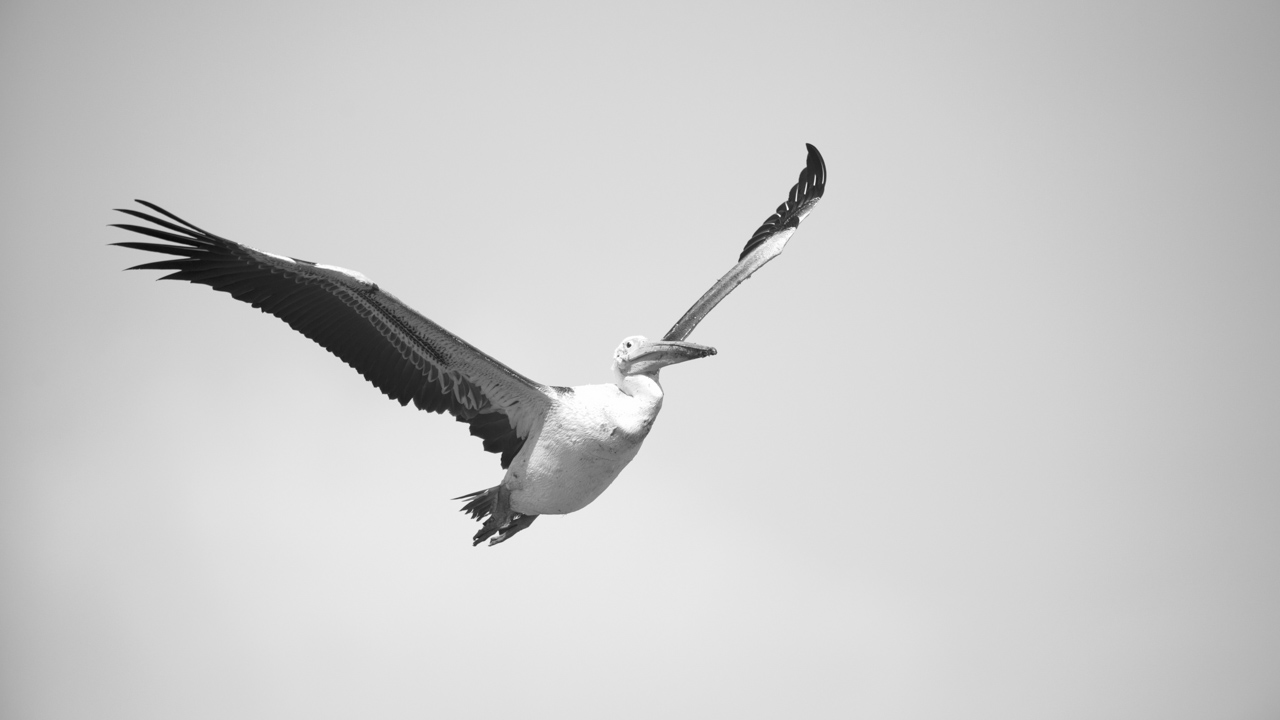 Projet de photo animalière en Ethiopie en février 2017 : singes gelada, loups d'Ethiopie, nyalas des montagnes, oiseaux aquatiques.