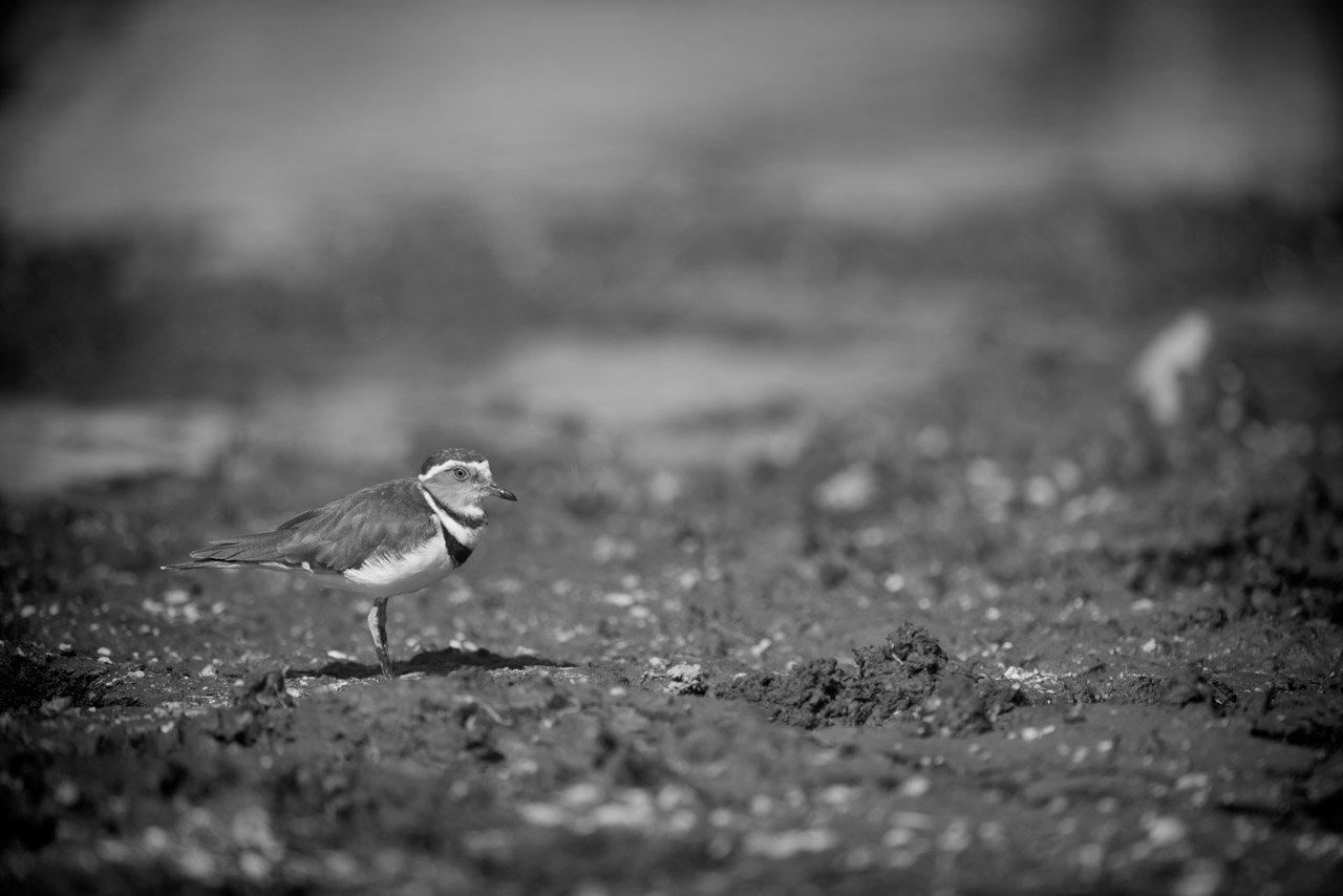 Projet de photo animalière en Ethiopie en février 2017 : singes gelada, loups d'Ethiopie, nyalas des montagnes, oiseaux aquatiques.