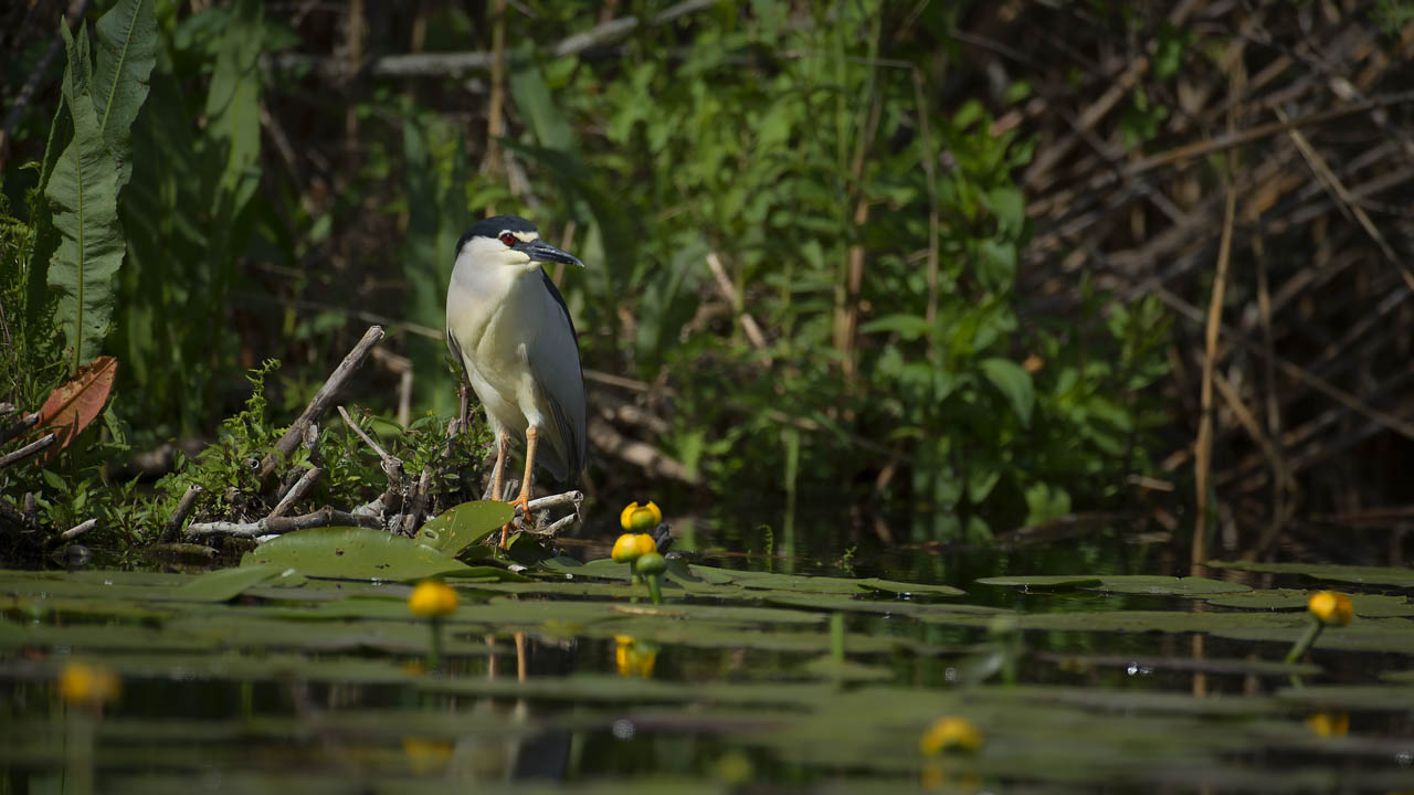 Black-crowned Night Heron in one of the arms of the Danube. Wildlife photography project dedicated to birds of the Danube Delta in Romania.