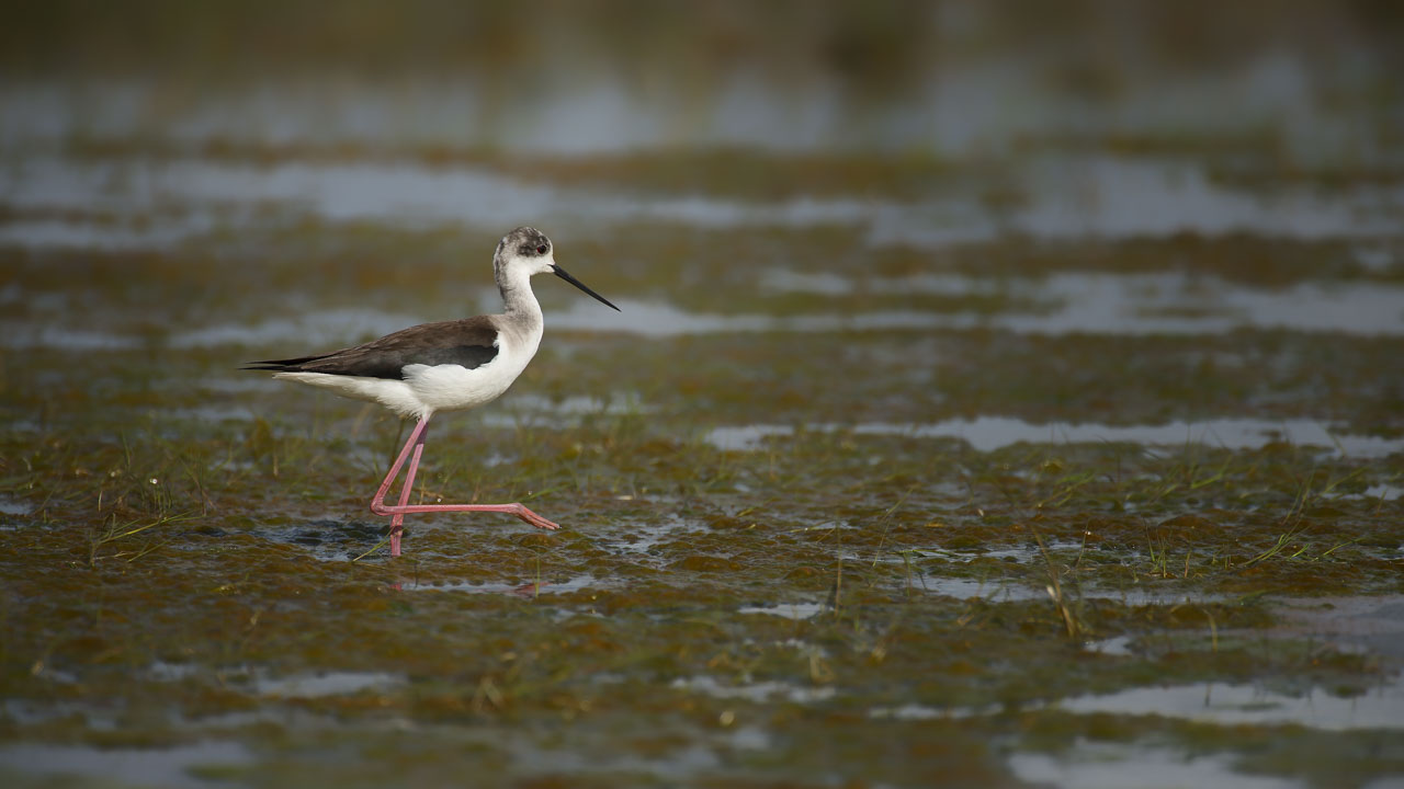 White stilt walking in a mudflat. Wildlife photography project dedicated to birds of the Danube Delta in Romania.