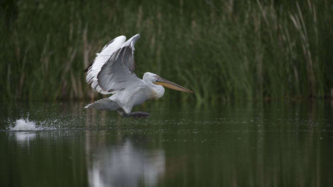Dalmatian pelican taking off. Wildlife photography project dedicated to birds of the Danube Delta in Romania.