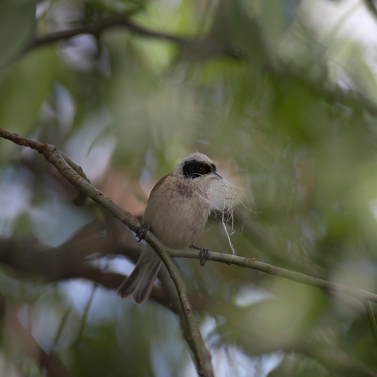 Eurasian penduline tit building his nest in a weeping willow. Wildlife photography project dedicated to birds of the Danube Delta in Romania.