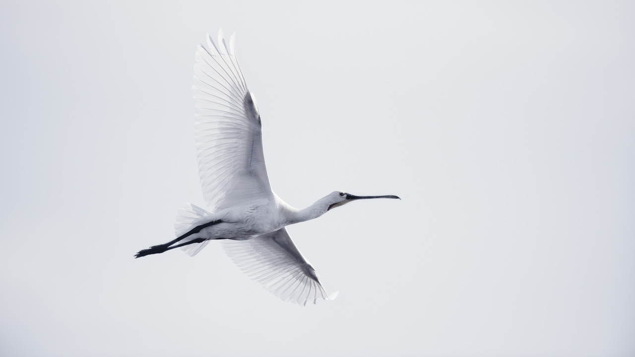 White spoonbill flying. Wildlife photography project dedicated to birds of the Danube Delta in Romania.