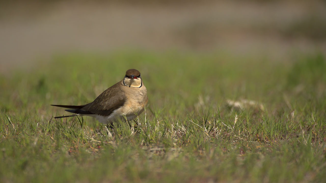 Glaréole à collier dans une vasière. Projet de photo animalière consacré aux oiseaux du Delta du Danube en Roumanie.