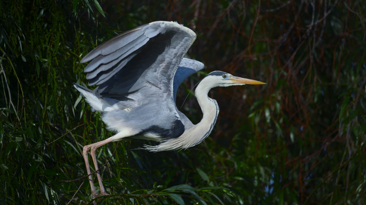 Gray heron in one of the arms of the Danube. Wildlife photography project dedicated to birds of the Danube Delta in Romania.