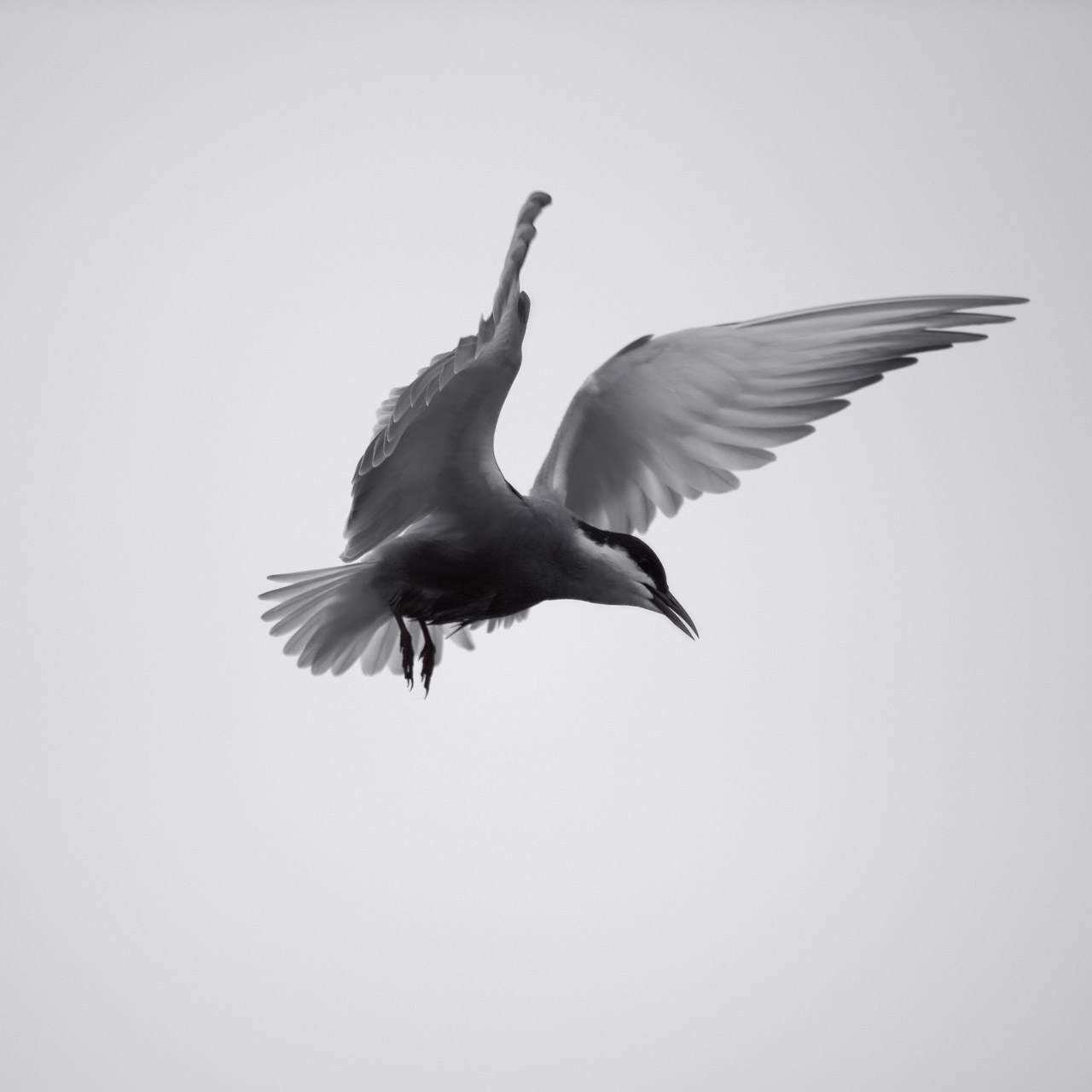 Whiskered tern flying. Wildlife photography project dedicated to birds of the Danube Delta in Romania.