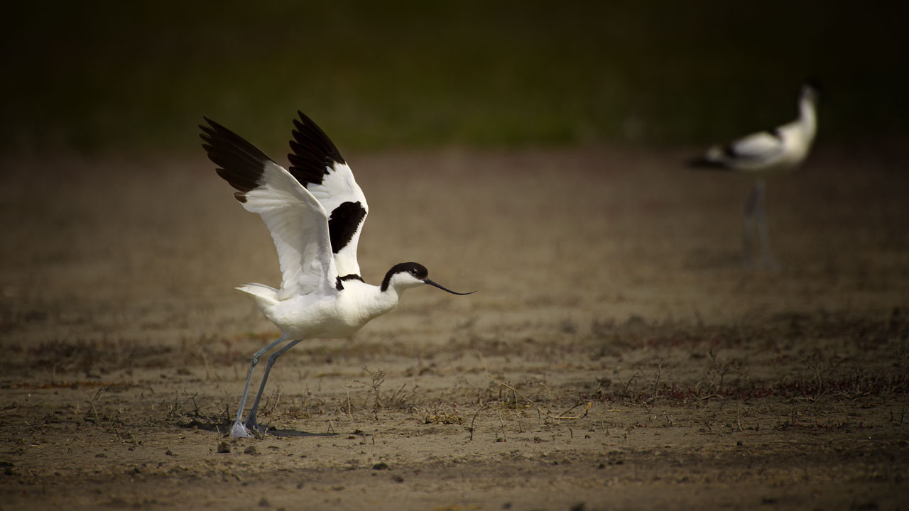 Elegant Avocet taking off. Wildlife photography project dedicated to birds of the Danube Delta in Romania.