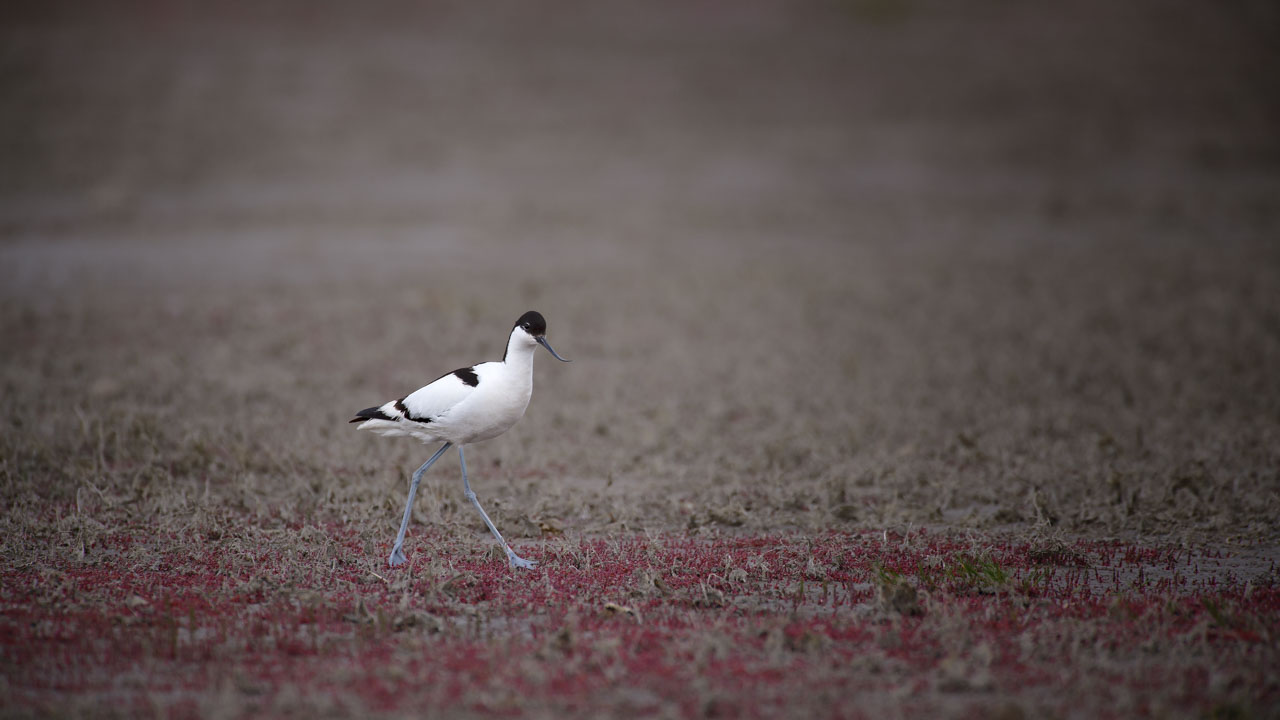 Elegant avocet in a mudflat. Wildlife photography project dedicated to birds of the Danube Delta in Romania.