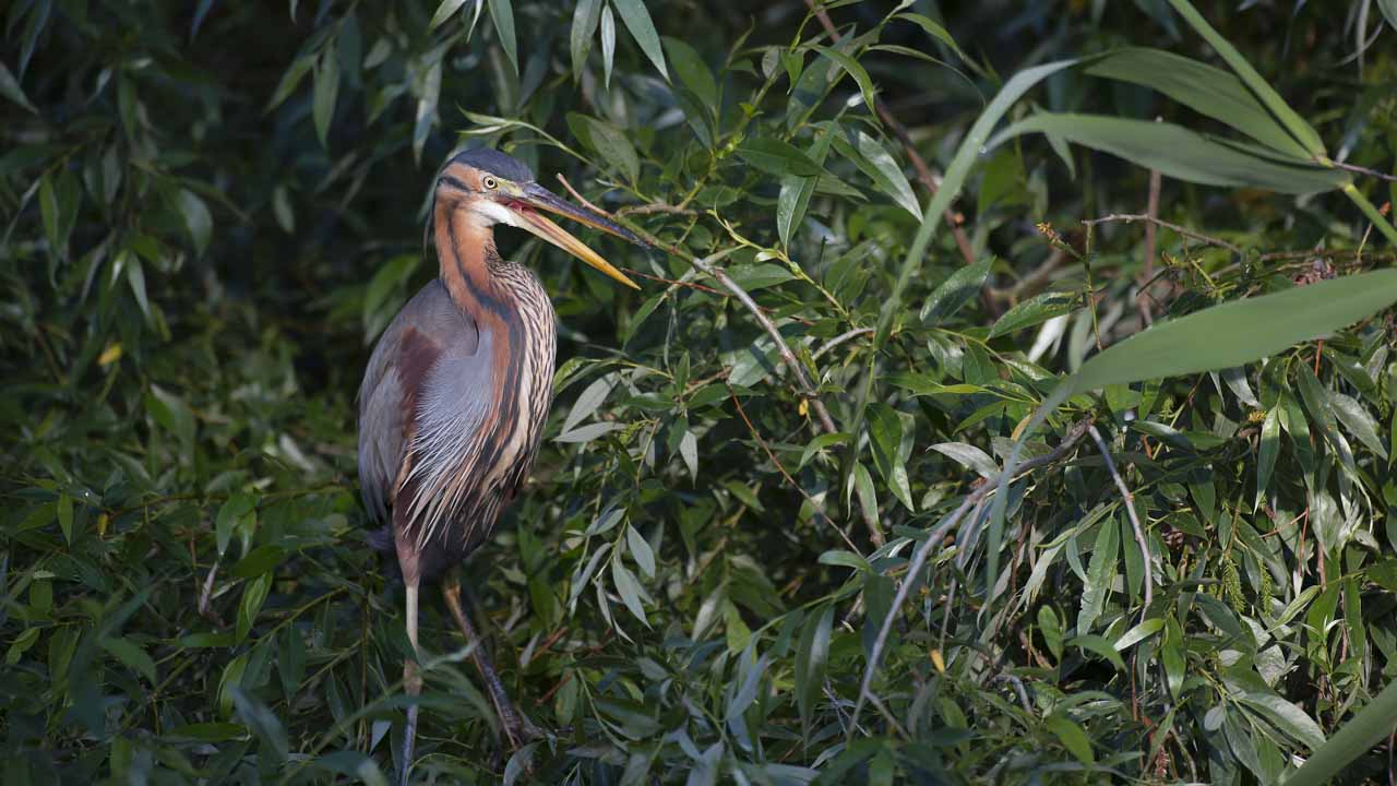 Purple heron in one of the arms of the Danube. Wildlife photography project dedicated to birds of the Danube Delta in Romania.