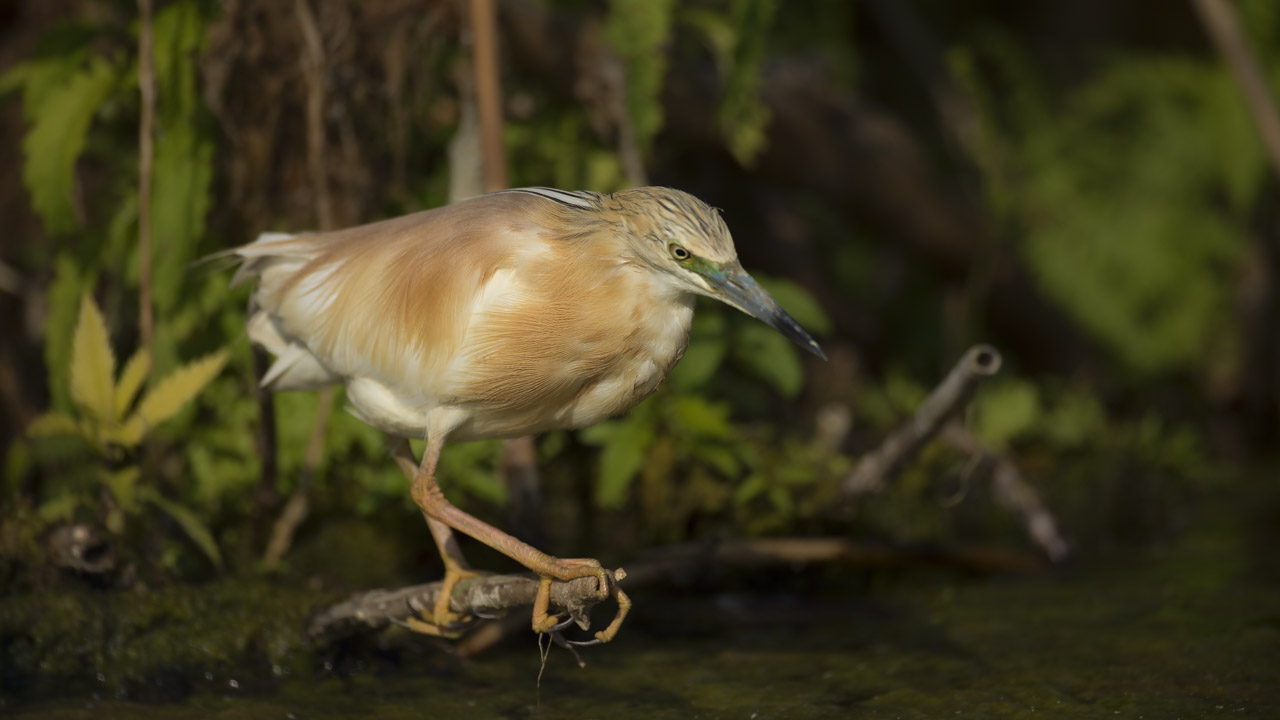 Squacco heron in one of the arms of the Danube. Wildlife photography project dedicated to birds of the Danube Delta in Romania.