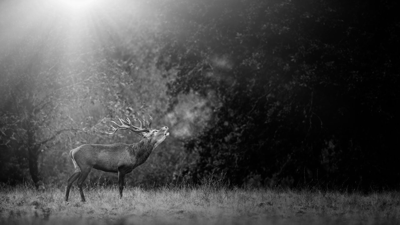 Photo in lowkey of a red deer stag bugling.
