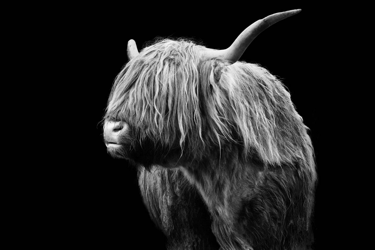 Black and white fine art photo of a highland cow in back to black style.