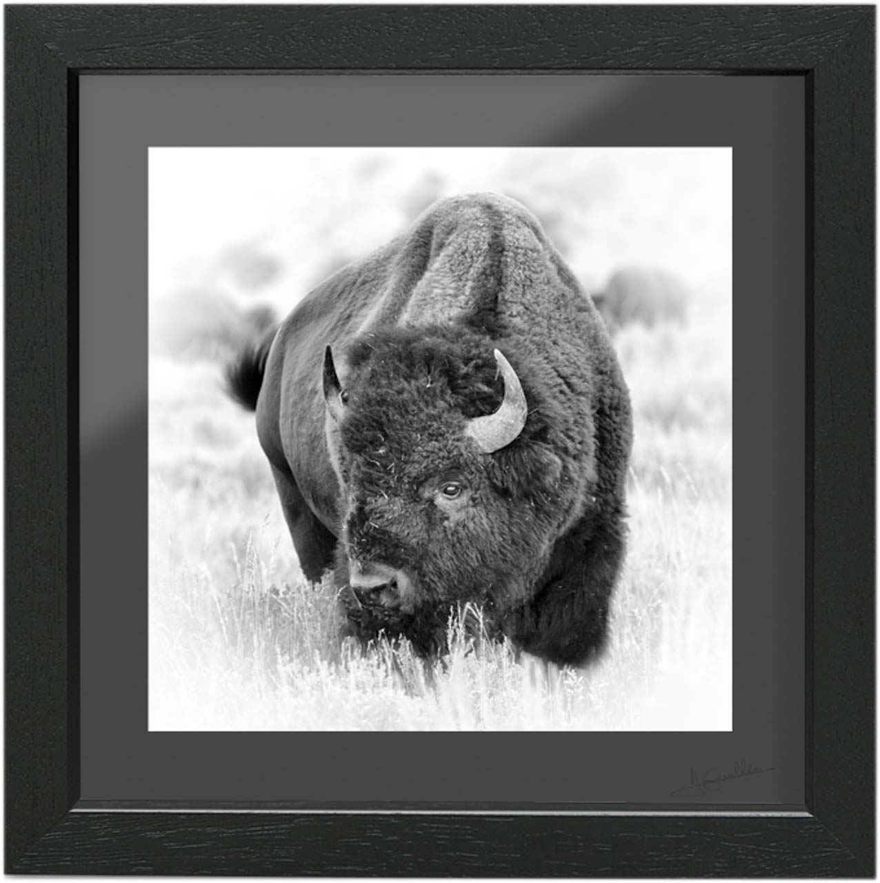 A fine art print of a bison in black and white. With the museum finish, it is a perfect gift for Father's Day.