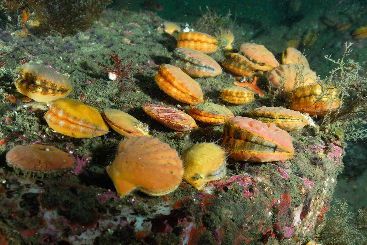 Scallops meeting in the cold waters of Vancouver Island.