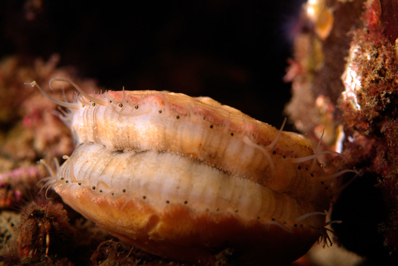 Scallops meeting in the cold waters of Vancouver Island.